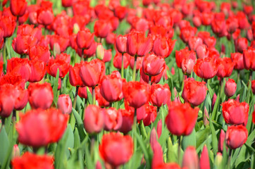 Fototapeta premium Keukenhof, The Garden of Europe in Spring