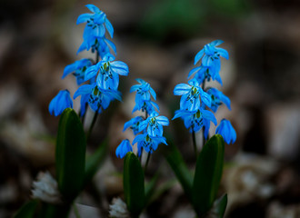 Blue snowdrops in a garden ,family of flowers