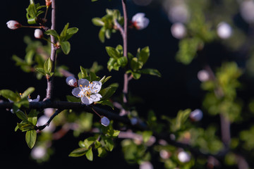 Beautiful flowers cherry plum. Flowering plum in spring.