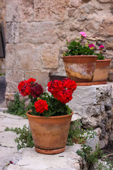 Fototapeta na wymiar Flower pot with red geranium flower and stone wall background, Valldemossa, Balearic islands, Mallorca, Spain
