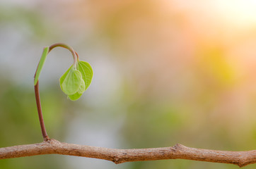 New green leaves born on old tree, textured background , nature stock