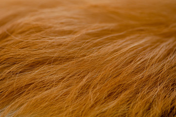 dog fur texture, brown fur dog