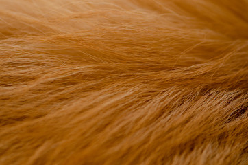 dog fur texture, brown fur dog