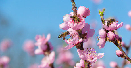 Bees working on peach flowers. Collecting nectar for honey from fruit tree. © Mateusz