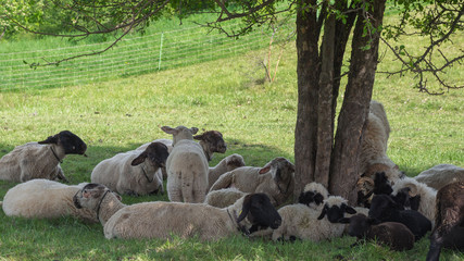 Sheep on pasture