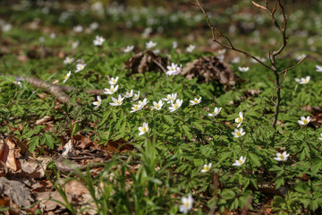 Anemone sylvestris - White flowers in the forest
