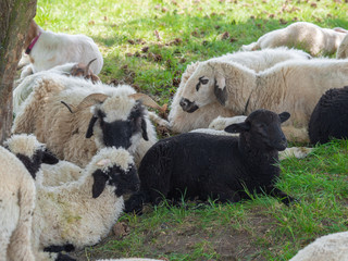 Sheep herd on pasture
