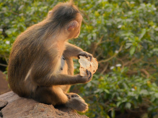 monkey