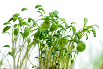 Fototapeta na wymiar Young cress sprouts on white background for making salads and sandwiche