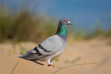 A beautiful pigeon with gray, blue and green colors stands in the sand behind a dune in front of a Mediterranean beach