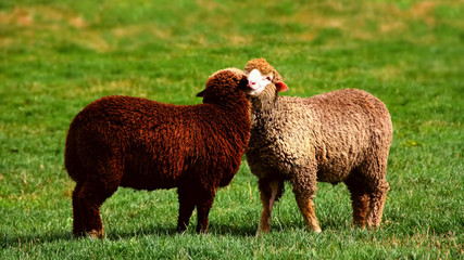 A black and a white sheep cuddle together and love each other on a green meadow