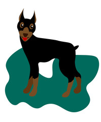  Dog doberman