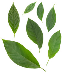 Fototapeta premium Seven avocado green leaves isolated over white