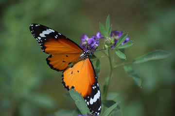Orange butterfly on a pink flower, animal garden insect close up wildlife outdoor moth photo background