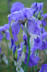 Beautiful blue garden irises with lush petals closeup. Spring blooming Fleur-de-lis flowers with floral buds. Big violet color irises on high green stems. Spring background. Gardening flowers 