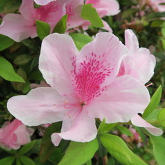 many pink asian, exotic flowers of an azalea shrub