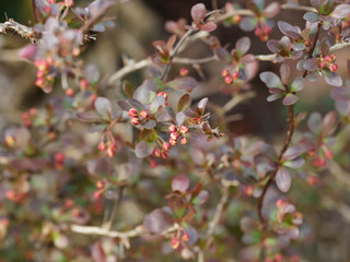 Epine-vinette de Thunberg au feuillage pourpre - Berberis thunbergii atropurpurea 