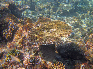 Fototapeta premium Snorkeling on Maldives