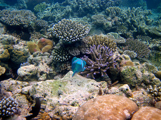 Snorkeling on Maldives