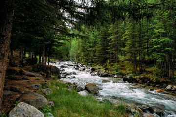 Naklejka na ściany i meble Rocky mountain river among the pine trees. Beautiful fast-flowing river in the coniferous forest. The wild nature of Altai.