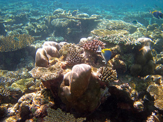 Snorkeling on Maldives