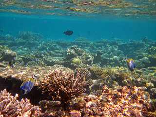 Snorkeling on Maldives