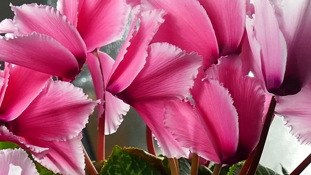 Blooming cyclamen. Rotating movement. Close-up.