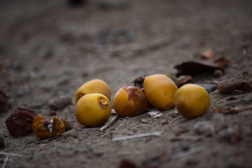 dates Sweet fruit  unripen Asian yellow date on land palm tree in garden. Ramadan food close up natural fresh background wallpaper