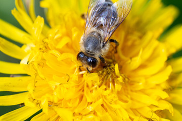 Bee on dandelion, close up, macro shot view from the top 