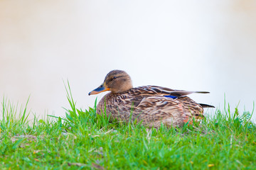 Mallard duck sitting in grass  on the lake shore	