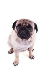 Obraz premium Portrait of a pug dog with big sad eyes. Isolated