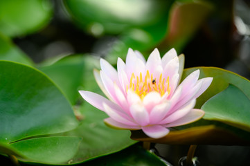 Fototapeta premium beautiful lotus flower on the water in garden.