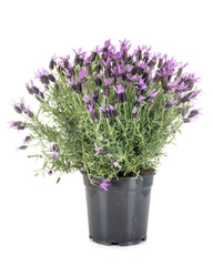 Lavandula stoechas in studio
