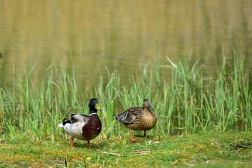 Mallard Ducks