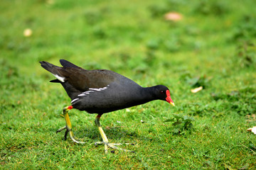 Moorhen
