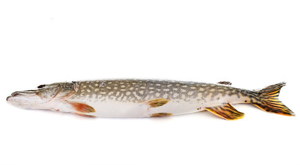 Northern pike in studio