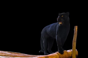 Zelfklevend Fotobehang Black Panther stands on a wood on a black background © subinpumsom
