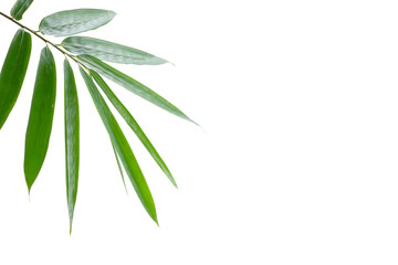 Bamboo leaves white background
