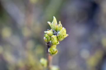 Young branch currant with buds and leaves.