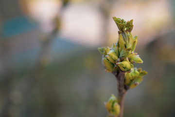 Young branch currant with buds and leaves.