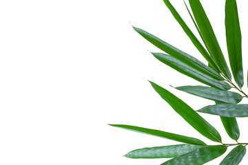 Bamboo leaves white background