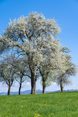 Fototapeta na wymiar Obstbaumblüte beim Sonntagsberg