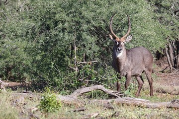 Wasserbock / Waterbuck / Kobus ellipsiprymnus