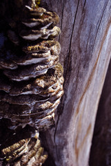 Close-up dry rotten mushrooms with fluted wavy brown, gray, green head texture on old tree stump bark, background texture