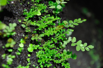 Macro filming of vegetation on the stone