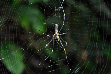 Thai spider on the web