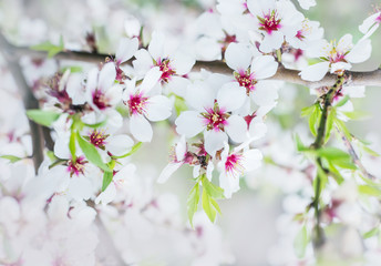 The lush blooming of white flowers of the almond tree in the garden.