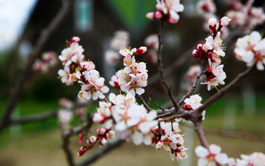Blooming cherry tree in the garden. Cherry flowers close up. Natural blurred background.
