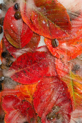 Background of  black coffee beans   and red leaves   frozen in ice