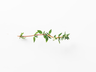 thyme isolated on white background